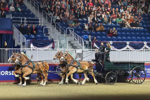 Test Your Knowledge: Royal Horse Show Breed Quiz