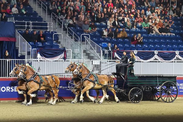 The Belgian horse breed on display at the Royal Horse Show