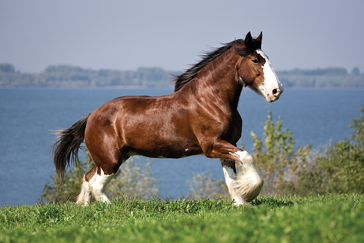 Meet the Clydesdale