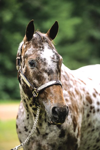 A Pony of the Americas, or POA