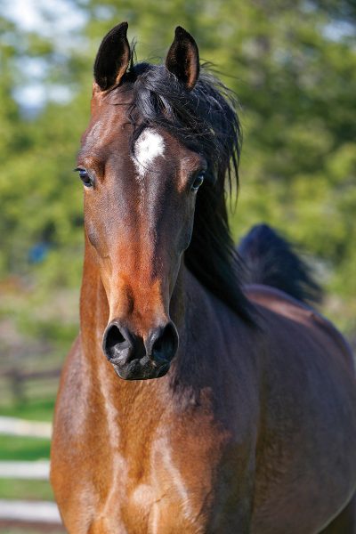 A headshot of a bay filly.