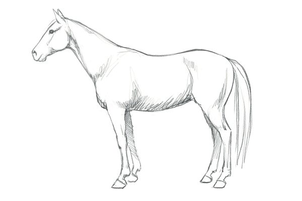 A pencil sketch of a mare