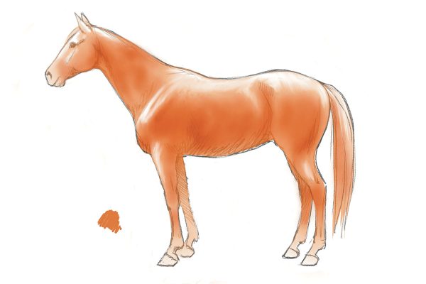 An example of adding chestnut color to a drawing of a horse