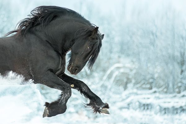 A Friesian horse galloping in the snow. The breed is known for their majestic beauty, marked by their black coloring, long manes, and feathered legs.