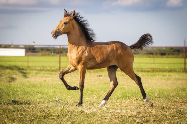 The Gaits of Gaited Horses