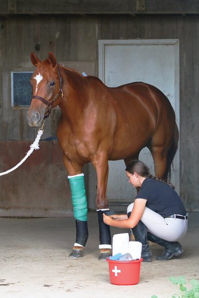 A young equestrian puts a leg bandage on her mare