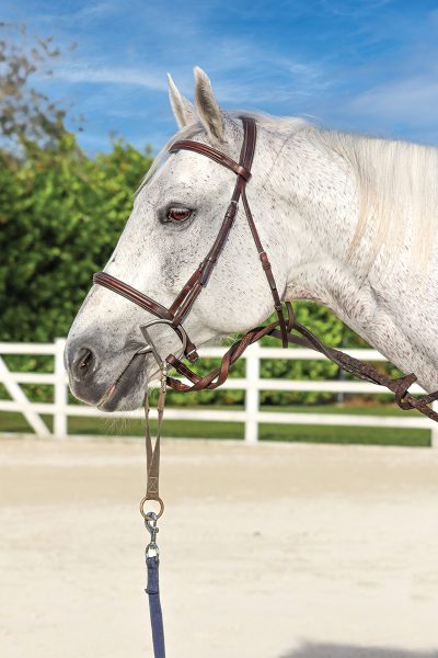 A gelding with a longeing attachment on his bridle