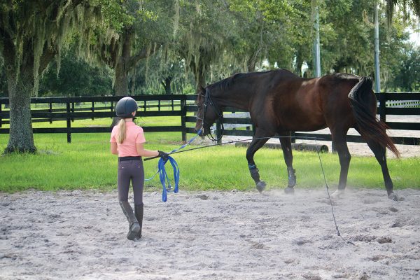 A young equestrian longeing a horse.