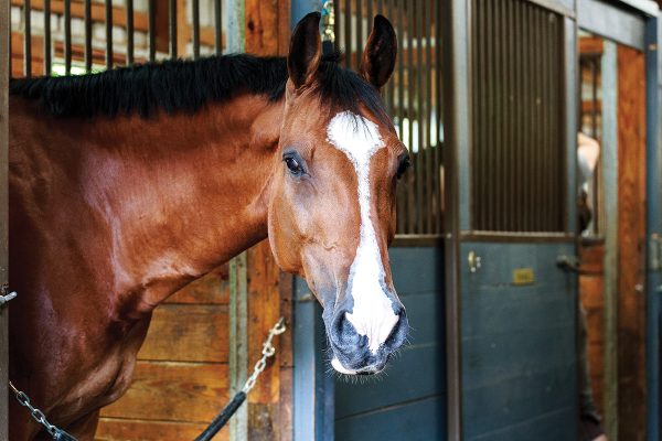 A bay gelding looking out of his stall.