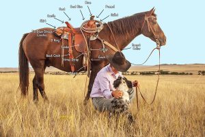 The Complete Guide to Parts of a Western Saddle — Plus a Quiz