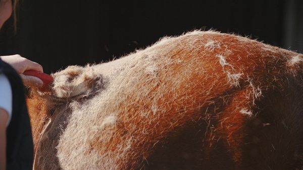 Grooming a horse during shedding season as hair piles up.