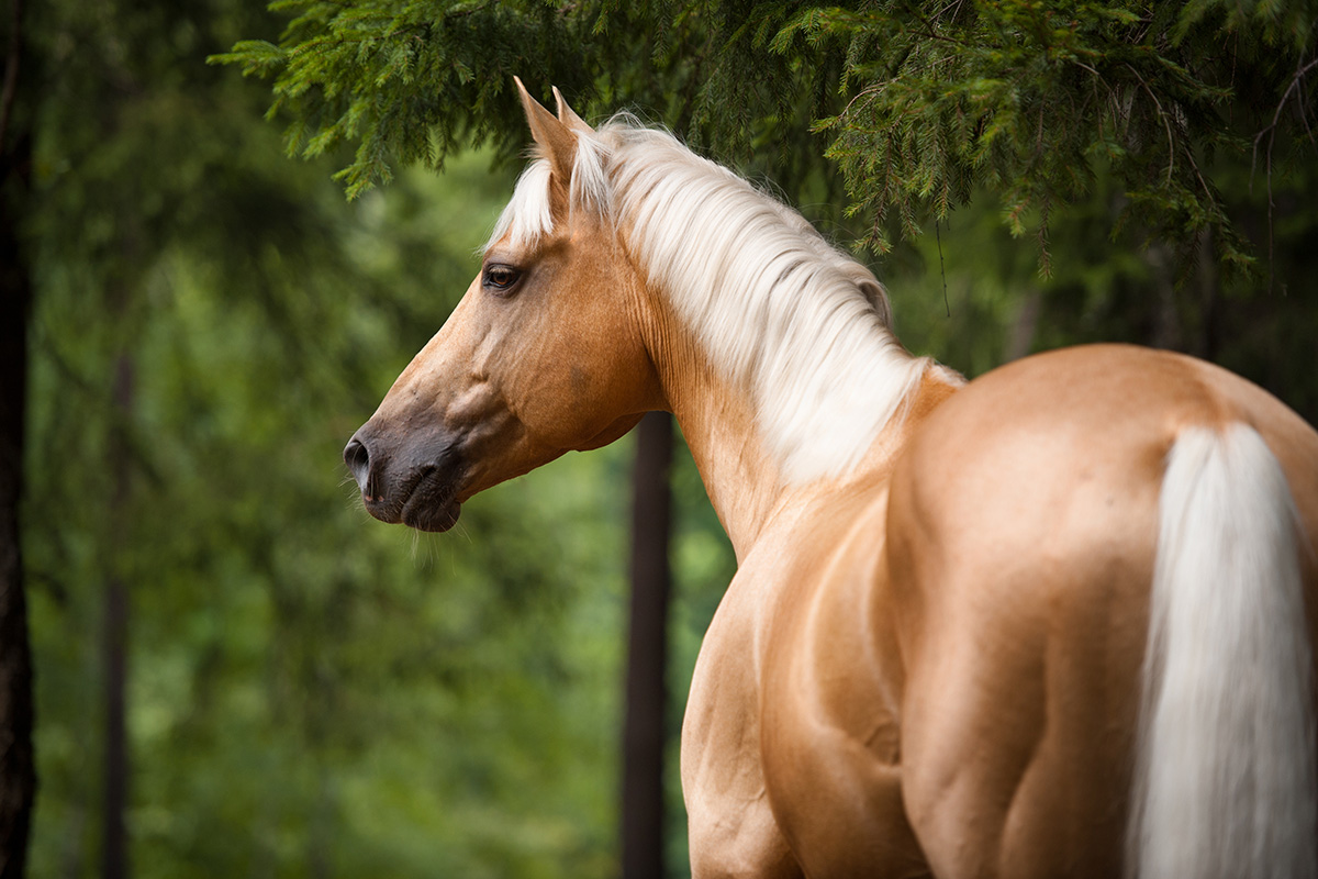 Make Your Horse's Coat Shine - Young Rider Magazine
