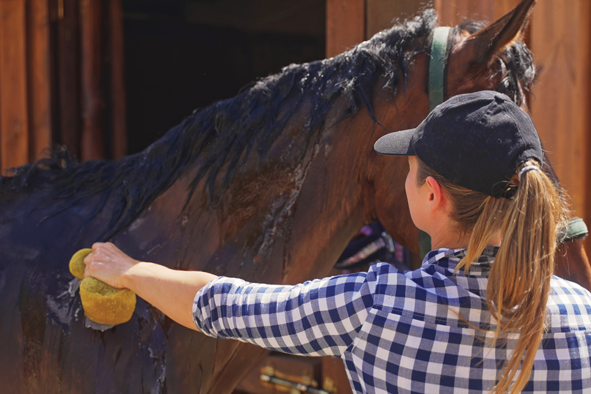 Washing Your Horse’s Mane and Tail