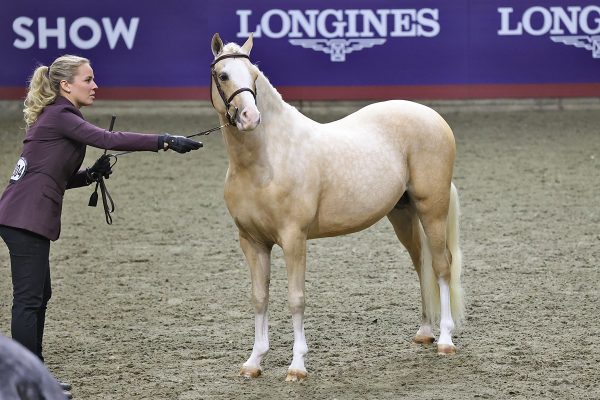 A palomino Welsh Pony