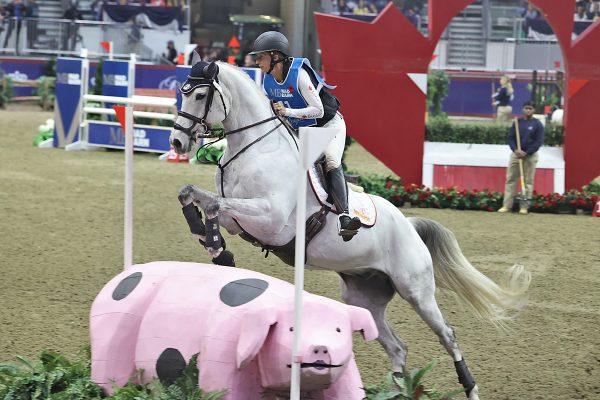 A Canadian Sport Horse jumping a pig jump at the Royal Horse Show