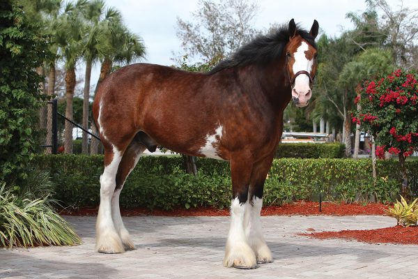 A Clydesdale horse