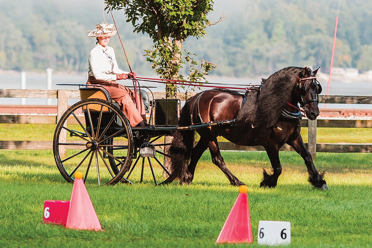 Meet the Fell Pony Breed - Young Rider Magazine