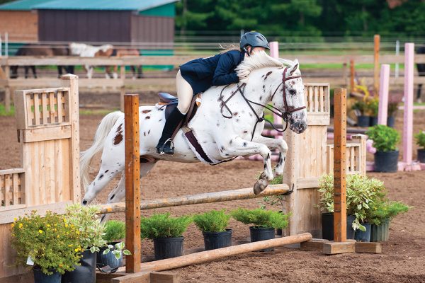 A Pony of the Americas, or POA, jumping