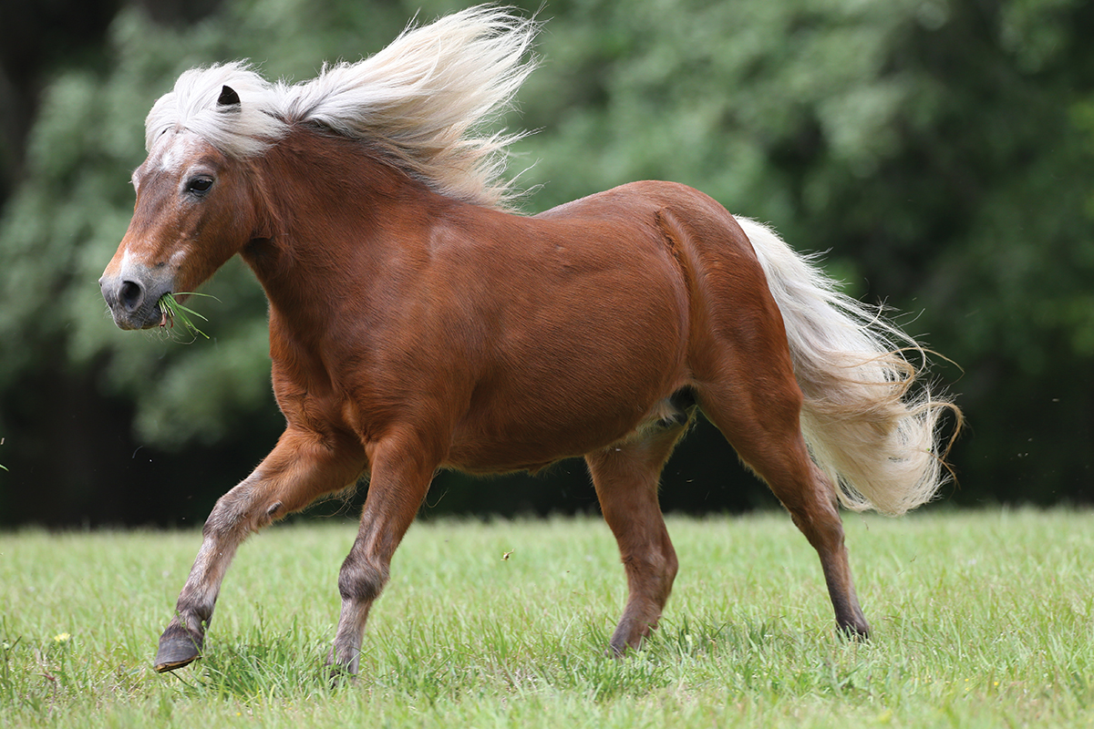 Breed Spotlight: Shetland Pony - Young Rider Magazine