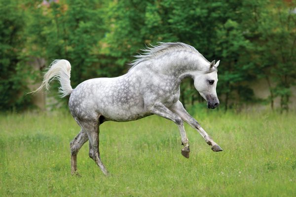 A dappled gray Arabian horse playing in a grassy field.