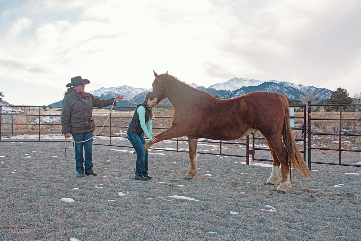 Horse Career: Equine Chiropractor