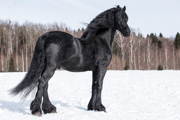 A Friesian horse standing in the snow.