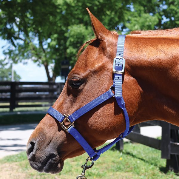 An example of a halter that is a good fit on a horse