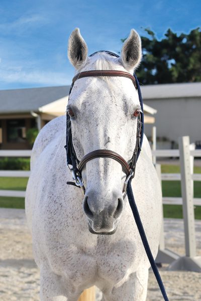 Head-on of a gray gelding wearing a bridle