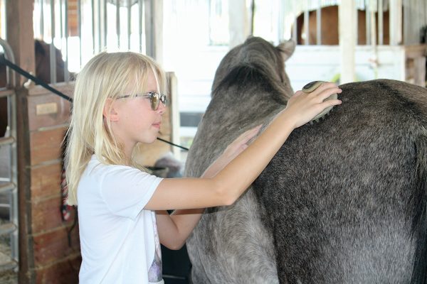 A young girl grooming a horse with a curry comb during shedding season.