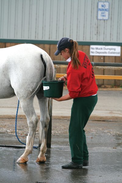 An equestrian washing a pony's tail