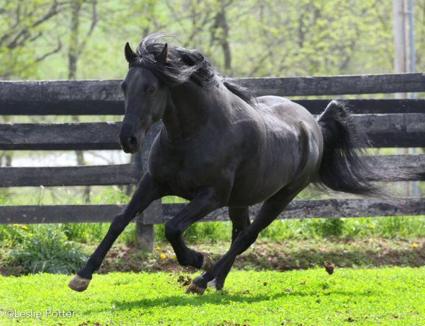 YR Breed Profile: Paso Fino