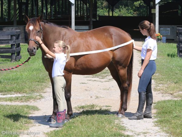 Horse Blanketing Guide: How and What to Blanket - Horse Illustrated