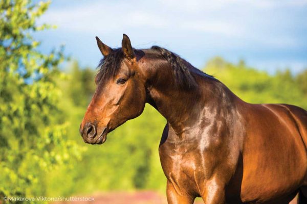 Shiny Horse Secrets