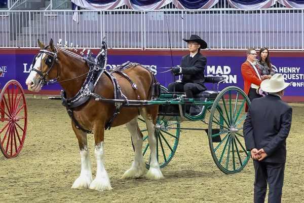 A Clydesdale pulling a cart