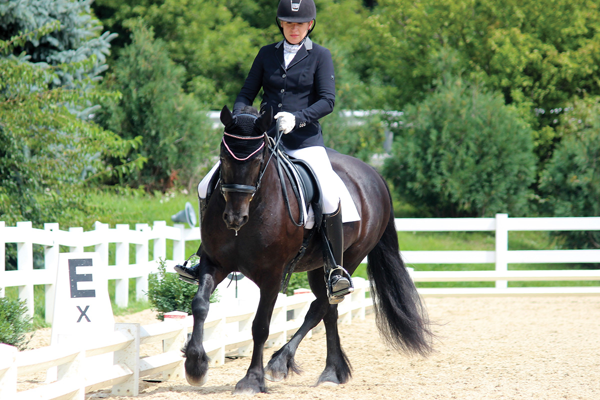 Meet the Fell Pony Breed - Young Rider Magazine