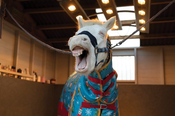 A white pony yawning. He is wearing a rug, which helps keep him clean rather than muddy, in the winter.
