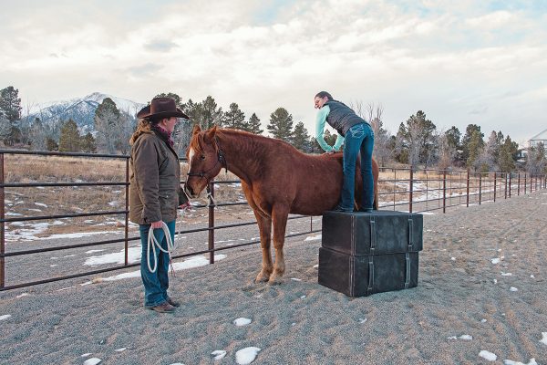 An equine chiropractor standing on adjusting “bales” that allow her to get above the horse and analyze and adjust the spine