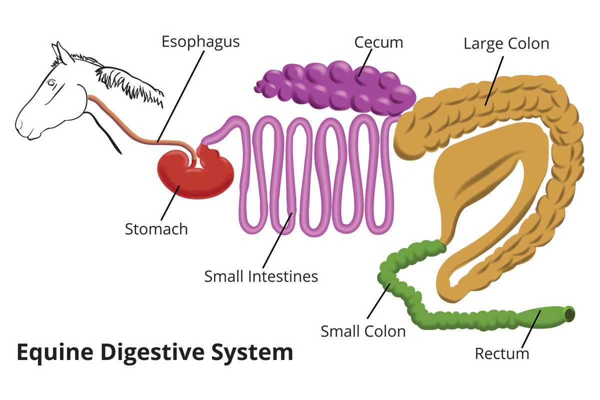 Understanding Your Horse's Digestive System Young Rider Magazine