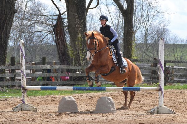 An equestrian jumping a horse with filler under the jump, which can help a nervous horse by getting them to back off from a fence.