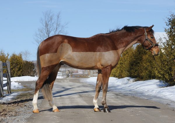 A chestnut horse with a partial clip.