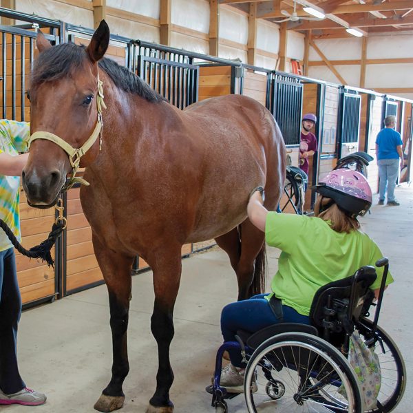 A student in a wheelchair grooms a bay gelding