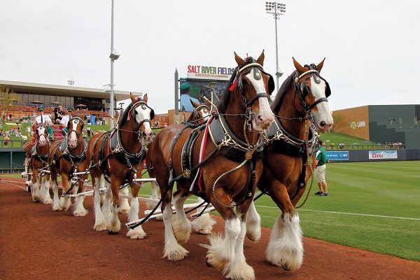 The Budweiser Clydesdales