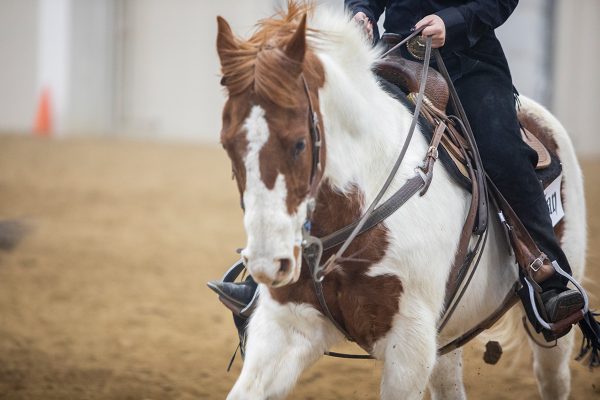 A sorrel tobiano in a western class.