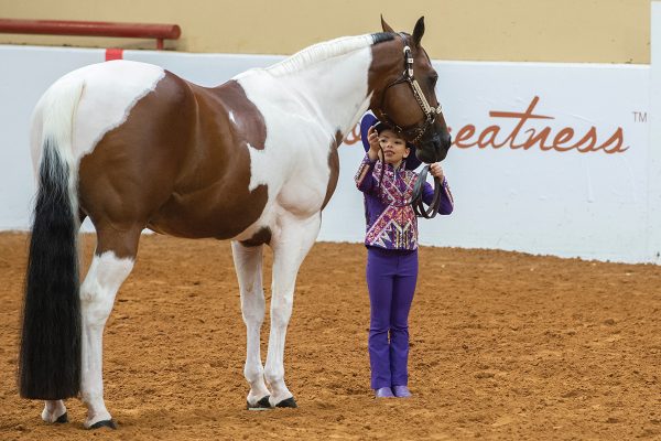 A young girl competing in showmanship at the APHA Youth World Show