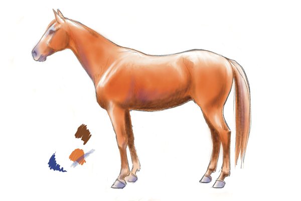 An example of adding color to a drawing of a horse