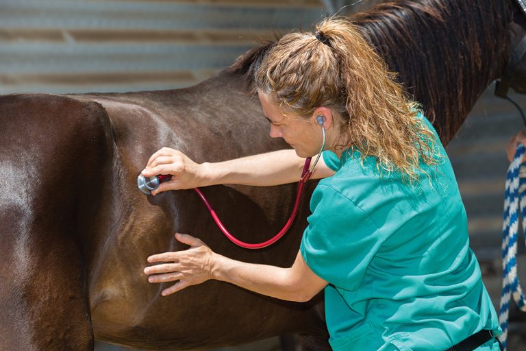 Understanding Your Horse's Digestive System - Young Rider Magazine