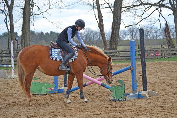 Letting a nervous horse check out the filler for a fence before jumping.