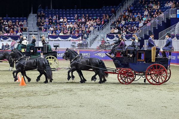 Friesians pulling a stage coach