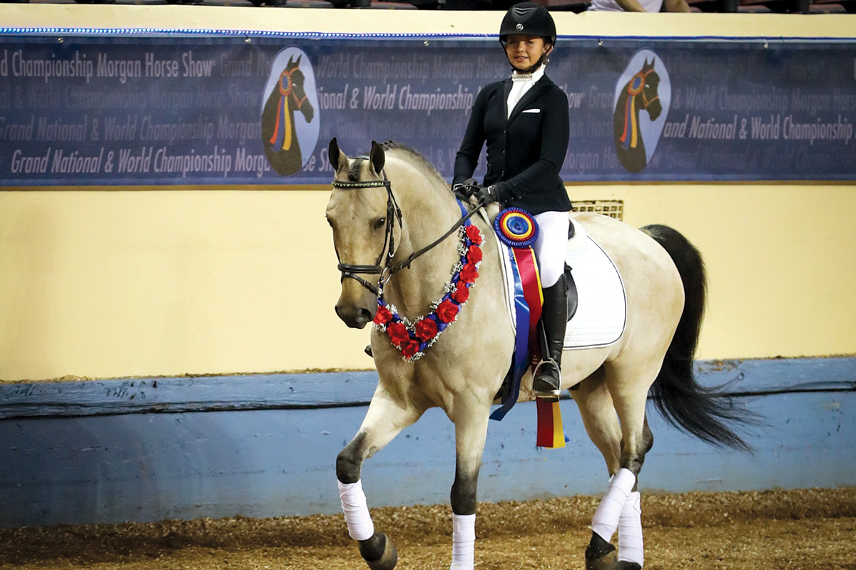 All About the Morgan Horse - Young Rider Magazine