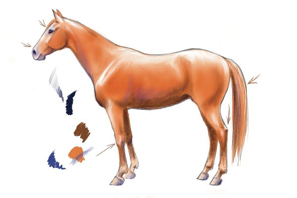 An example of adding color to a drawing of a horse